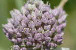 Broadleaf wild leek